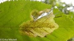 Cameraria betulivora