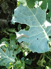 Pieris brassicae azorensis
