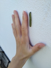 Pieris brassicae azorensis