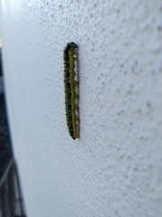 Pieris brassicae azorensis