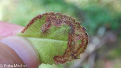 Phytomyza crassiseta