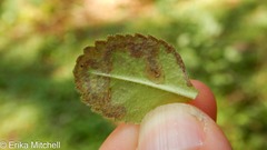 Phytomyza crassiseta