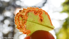 Phytomyza crassiseta