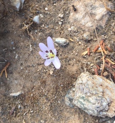 Colchicum cupanii