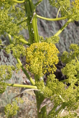 Ferula ferulaeoides