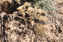 Ferula ferulaeoides