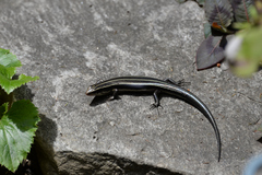 Plestiodon finitimus