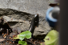 Plestiodon finitimus