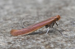 Caloptilia invariabilis