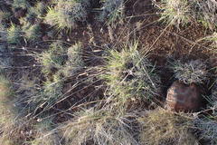 Fingerhuthia africana