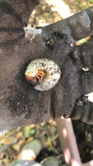 Scarabaeoidea