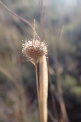 Fingerhuthia africana