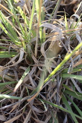 Fingerhuthia africana