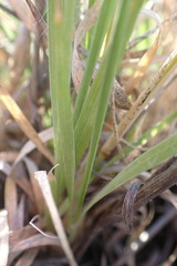 Fingerhuthia africana