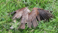 Steatornis caripensis