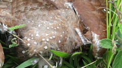 Steatornis caripensis