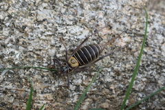 Lluciapomaresius stalii