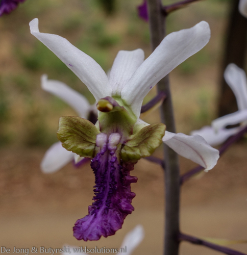 Eulophia cristata