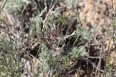 Rhammatophyllum frutex
