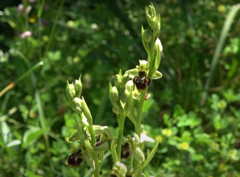 Ophrys scolopax conradiae