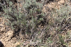 Rhammatophyllum frutex