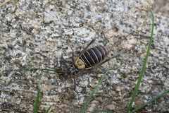 Lluciapomaresius stalii