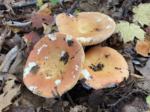 Russula decolorans — (c) Daniel Zucker, some rights reserved (CC BY)