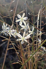 Trachyandra saltii