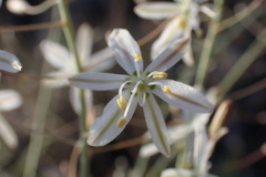 Trachyandra saltii