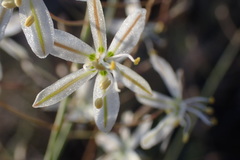 Trachyandra saltii