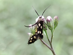 Eretmocera impactella