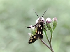 Eretmocera impactella