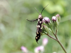 Eretmocera impactella