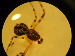 Cryptachaea blattea