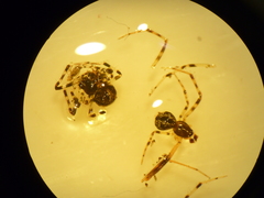 Cryptachaea blattea