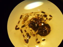 Cryptachaea blattea