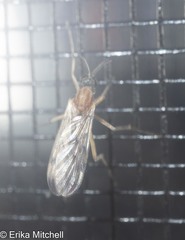 Sylvicola fenestralis