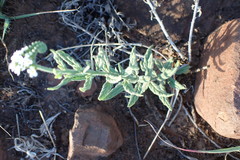 Heliotropium steudneri