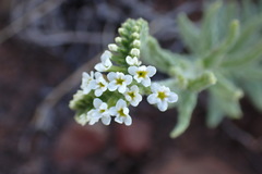 Heliotropium steudneri