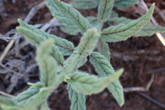 Heliotropium steudneri