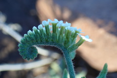 Heliotropium steudneri