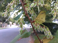 Ulmus serotina