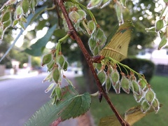 Ulmus serotina