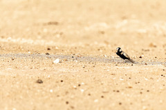 Eremopterix nigriceps