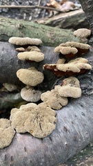 Fungi