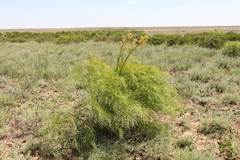 Ferula songarica