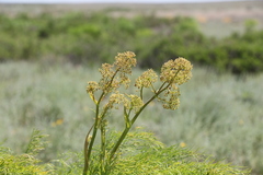 Ferula songarica