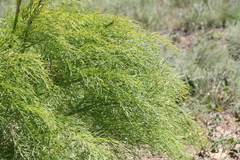 Ferula songarica