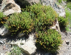 Polystichum lemmonii