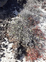 Euphorbia balsamifera image